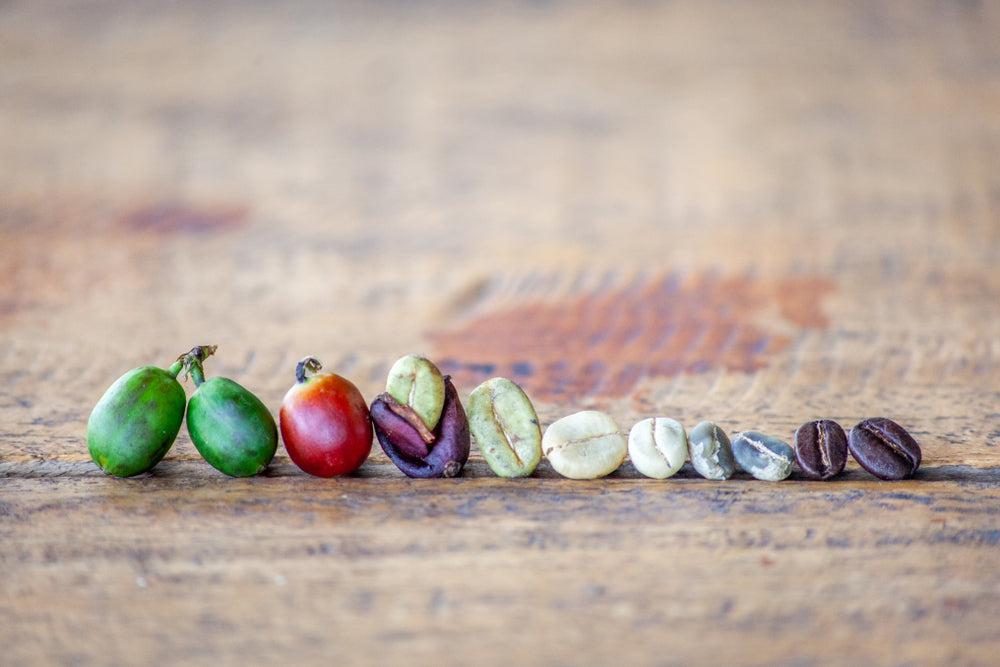The different stages of a coffee bean.