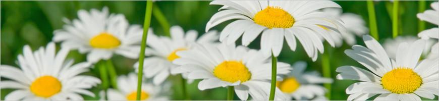weaverscoffee.mom Flowers from Chamomile Herbal Tea.