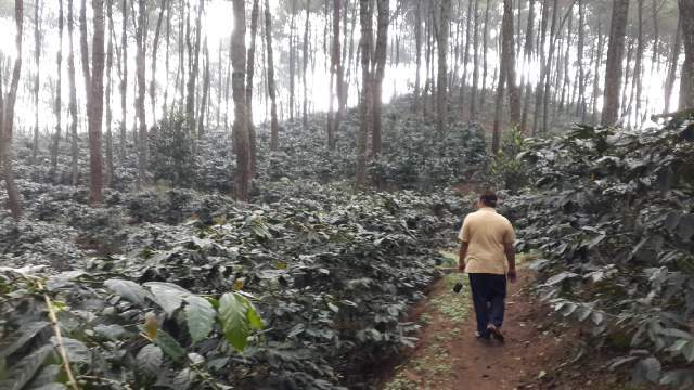 weaverscoffee.mom Coffee farm in Java where they grow Java Coffee Beans.