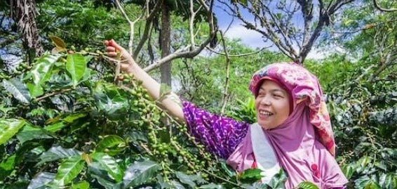 weaverscoffee.mom Sumatra Coffee