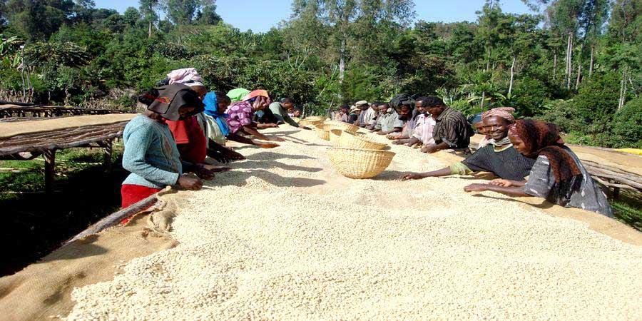 weaverscoffee.mom Women coffee farmers picking through green coffee beans of Ethiopian Coffee.