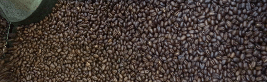 weaverscoffee.mom Coffee roasting cooling tray filled with Kenya Coffee Peaberry.