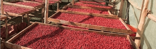 weaverscoffee.mom Uganda Coffee