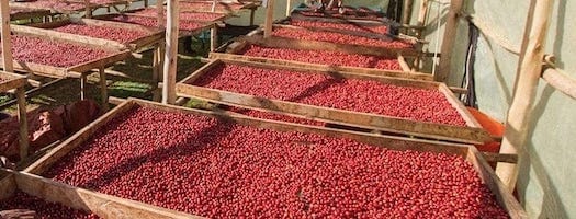 weaverscoffee.mom Uganda Coffee