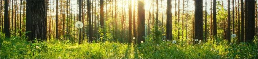 weaverscoffee.mom Image of forest.