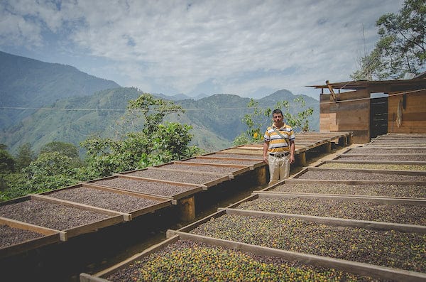 weaverscoffee.mom Coffee farmer stands with drying trays of Guatemala Antigua Coffee.