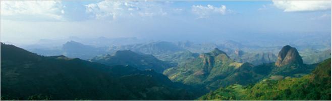 weaverscoffee.mom Image of Coffee farm where they grow Ethiopian Coffee.