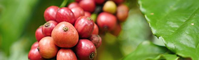 weaverscoffee.mom Photo of coffee cherries on the tree of the Original Blend Coffee.