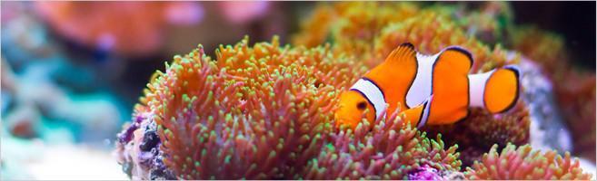 weaverscoffee.mom Photo of a fish in the Indonesia waters of Papua New Guinea.