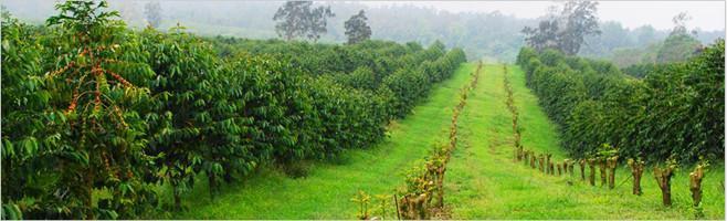 weaverscoffee.mom Peaberry Reserve Coffee Farm.