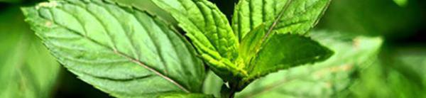 weaverscoffee.mom Peppermint Herbal Tea