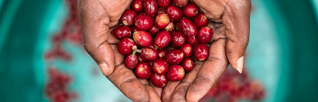 weaverscoffee.mom Womans hands holding Red Coffee Cherries of Rwanda Coffee.
